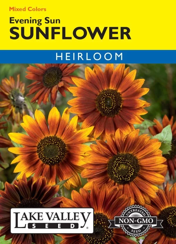 Sunflower Evening Sun Mixed Colors Heirloom
