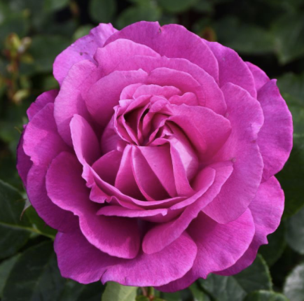 Perfume Factory Rose