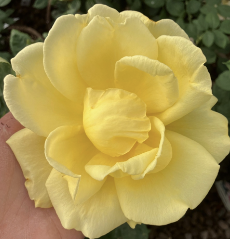 Radiant Perfume Rose
