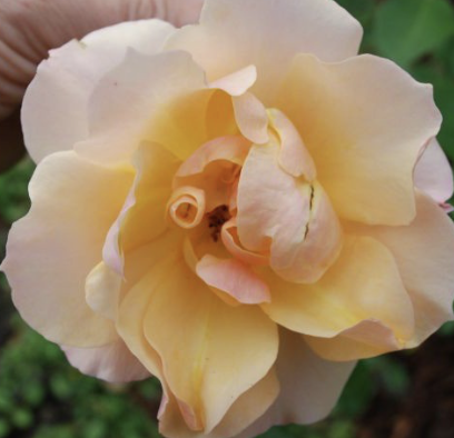 Tequila Rose