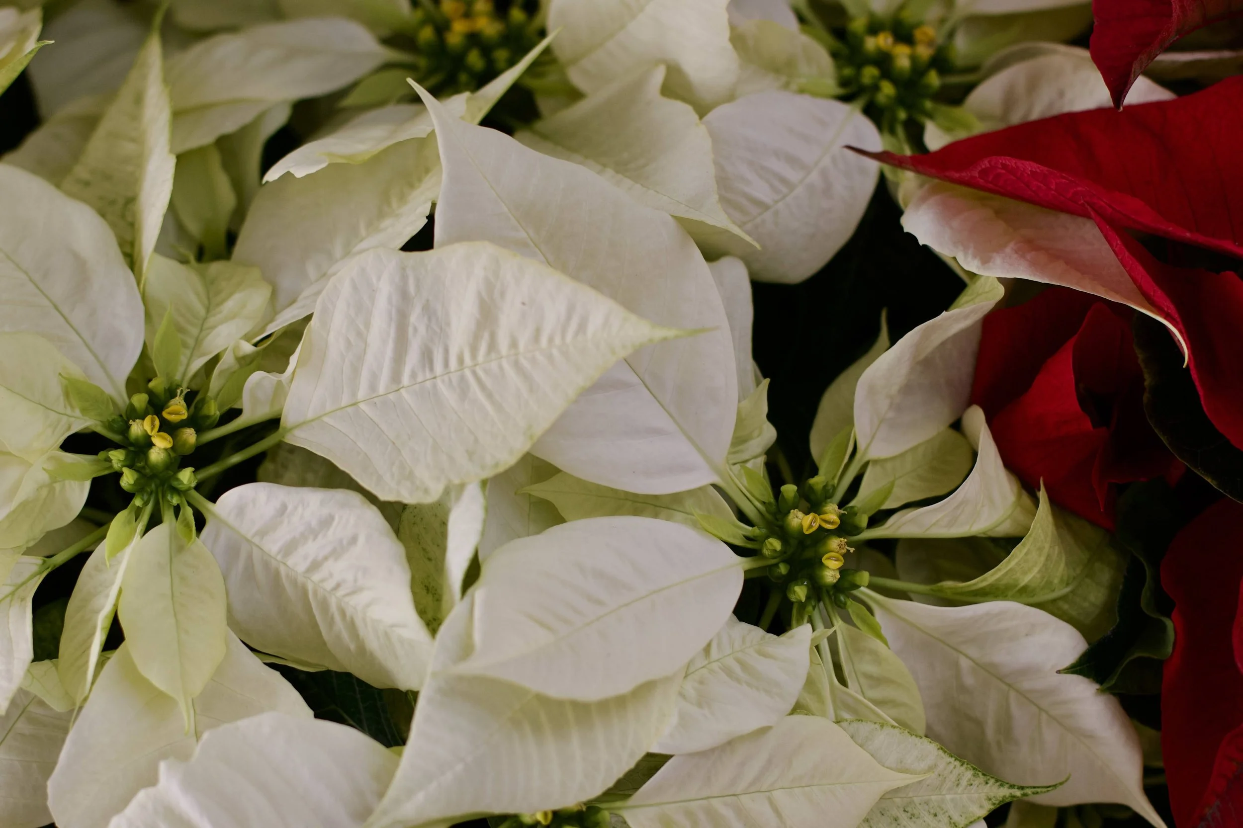 Poinsettia.jpeg