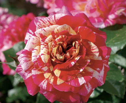 All American Magic Rose