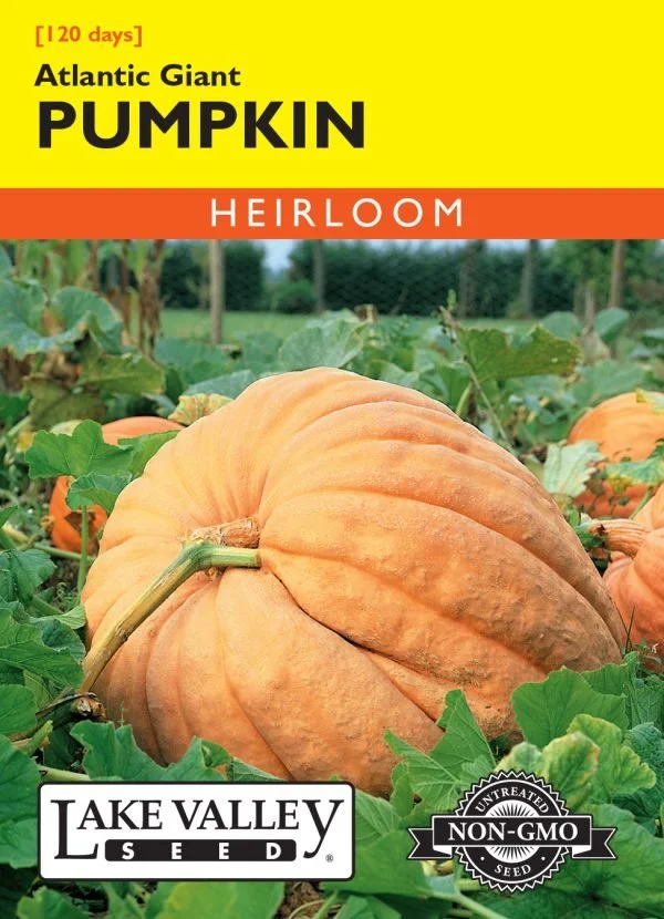 Pumpkin Atlantic Giant Heirloom