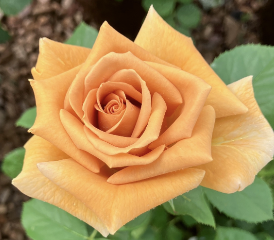 Honey Dijon Rose