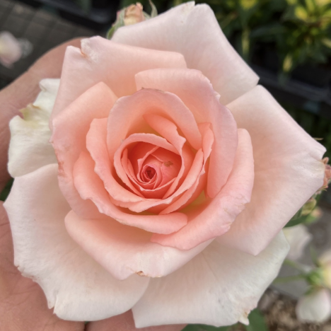 Pearly Gates Rose