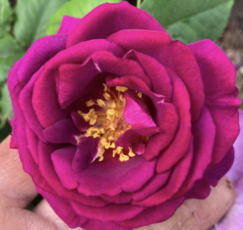 Purple Aura Rose