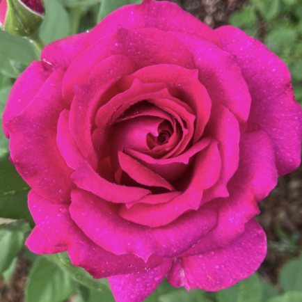 Light Years Away Rose