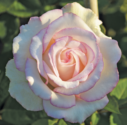 Moonstone Rose