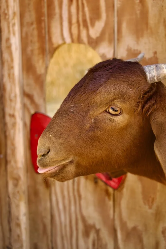 Live, friendly goat