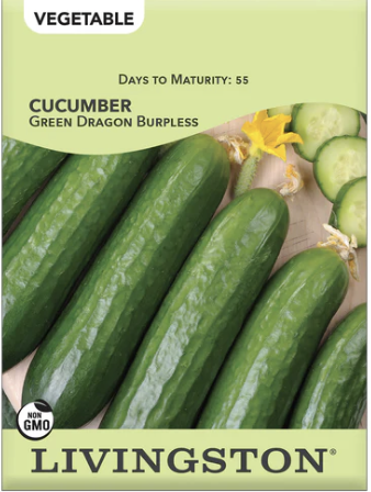 Cucumber Green Dragon Burpless