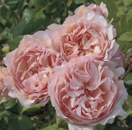 Charlene de Monaco Rose