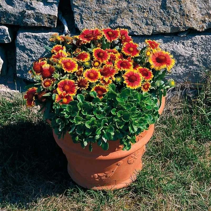 Potted native plants