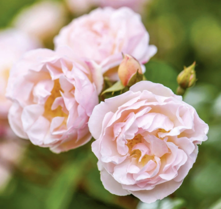 Lady of the Lake Rose
