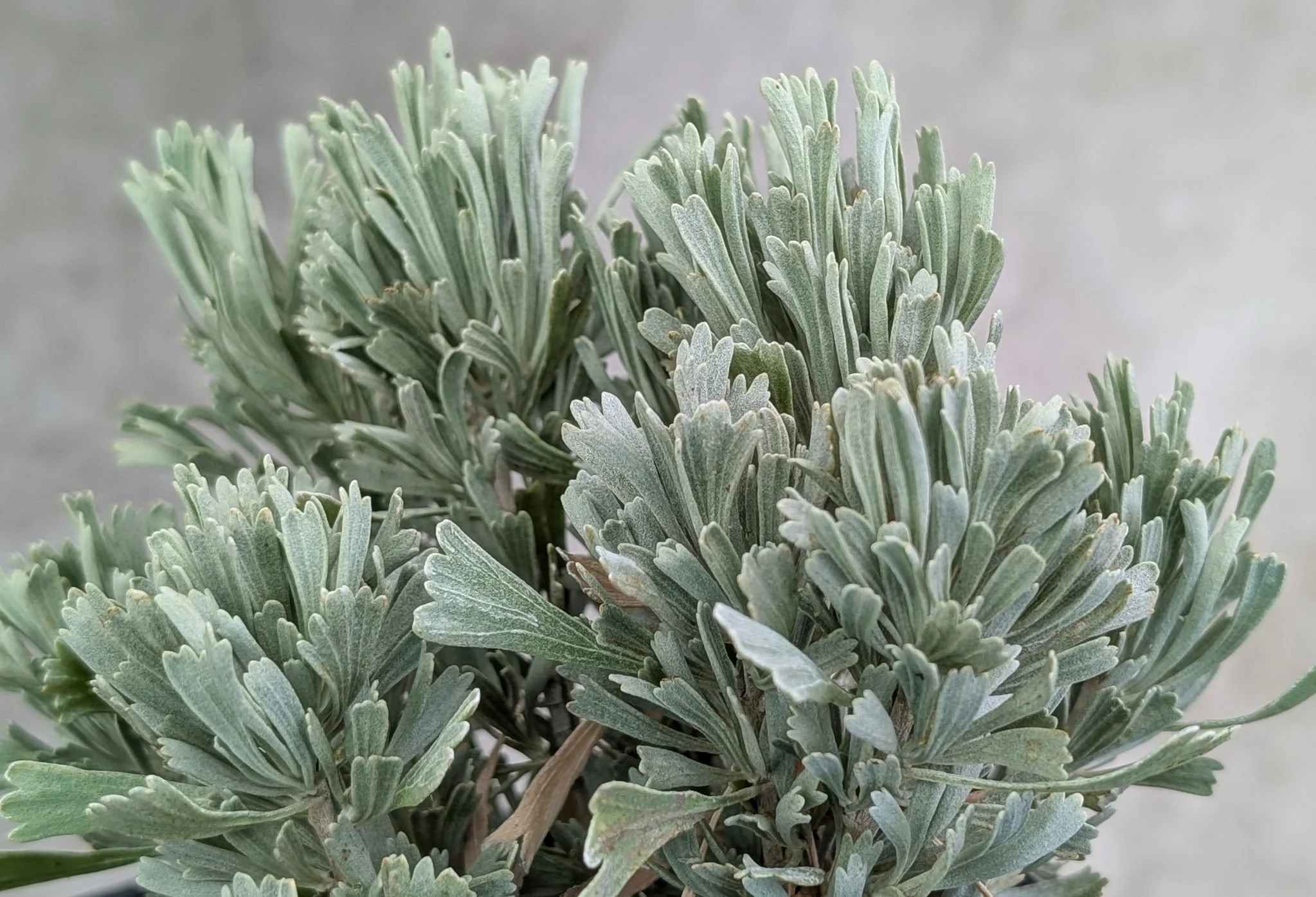 Sagebrush (Artemisia tridentata)