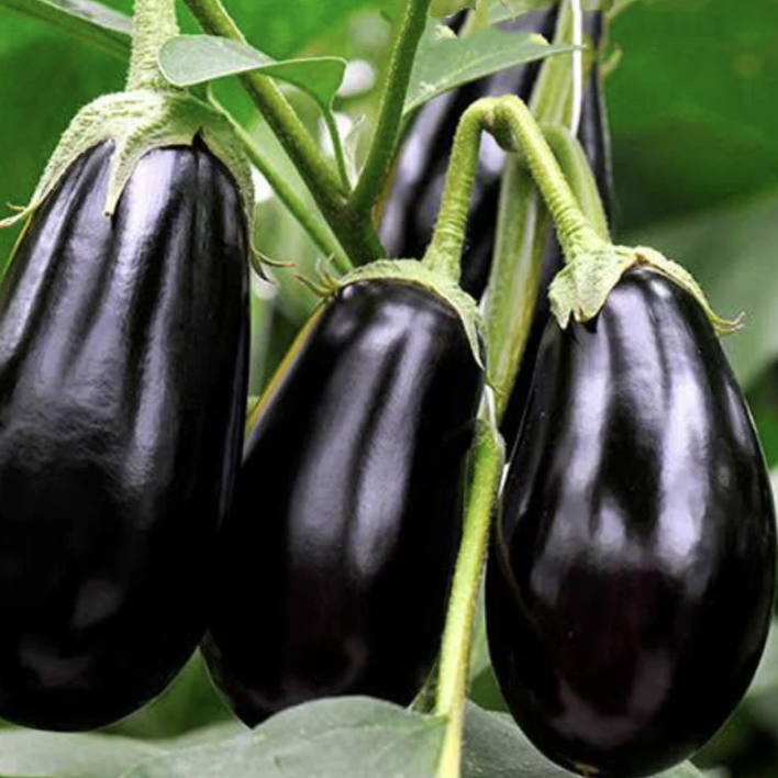 Black Beauty Eggplant