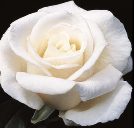 Full Sail Rose