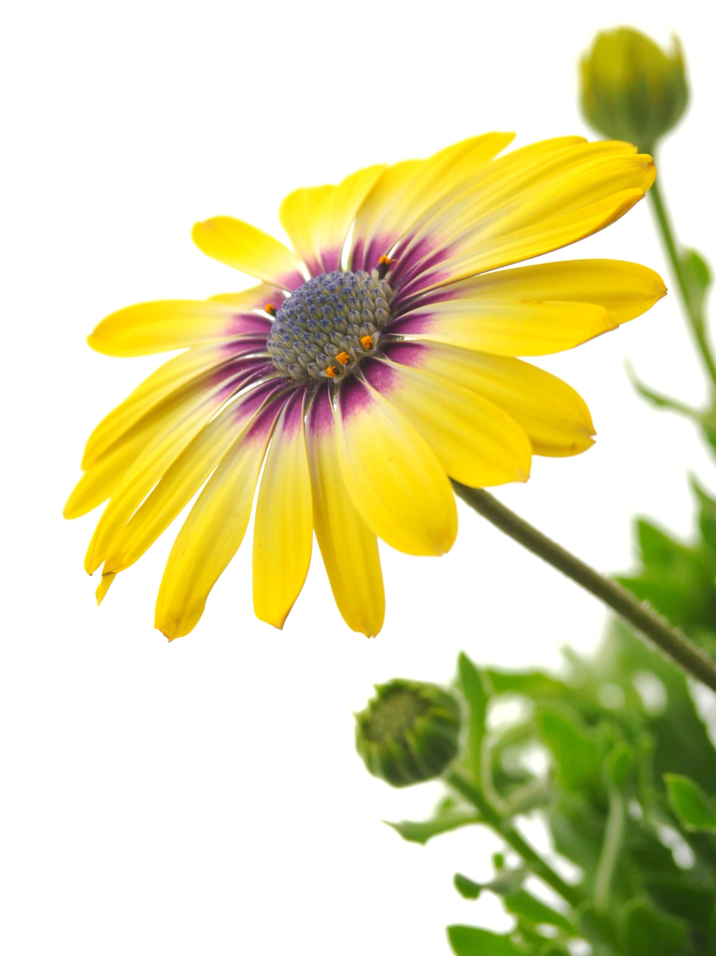 Plant Photography Class