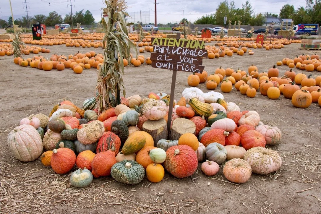 Pumpkin Patch Opening Day!