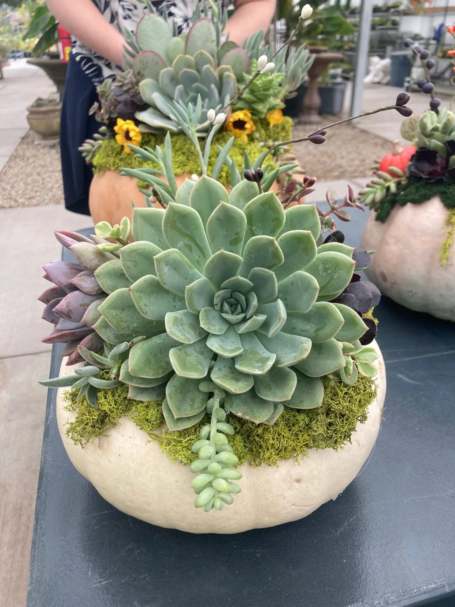 Succulent Pumpkin Class