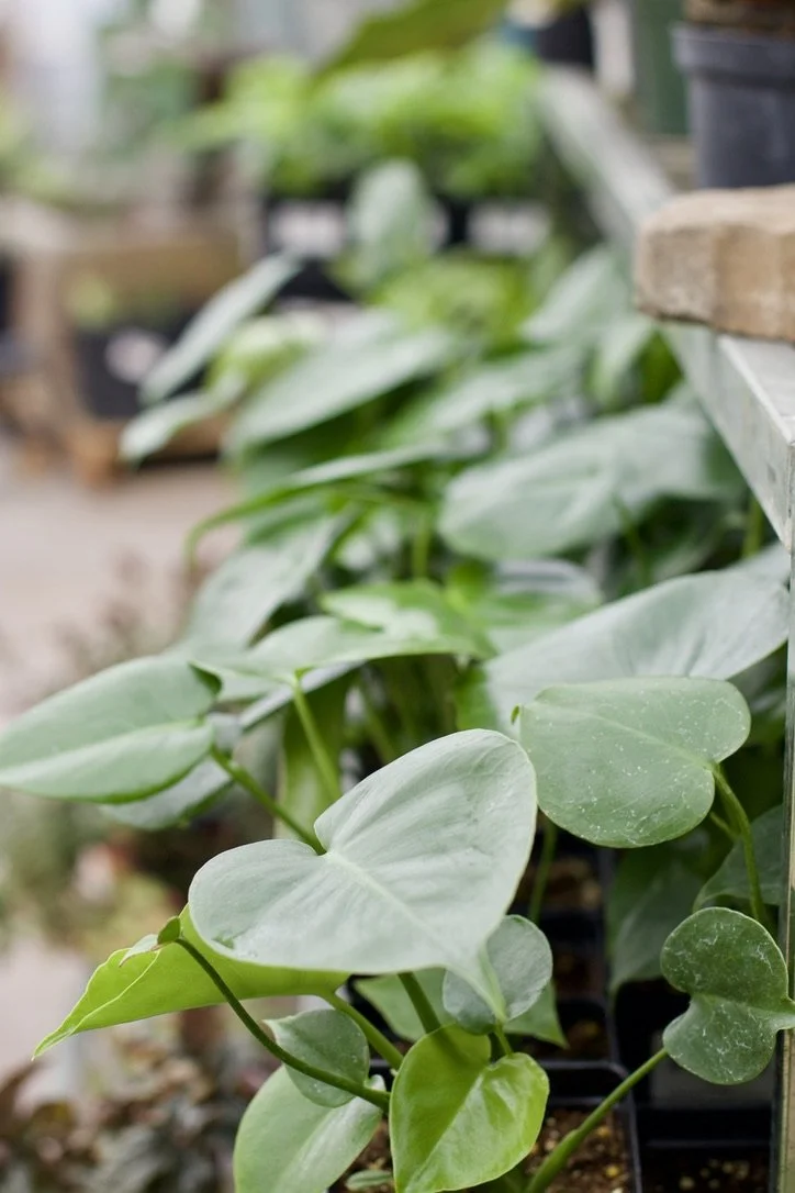 Green House Opening for the Season  