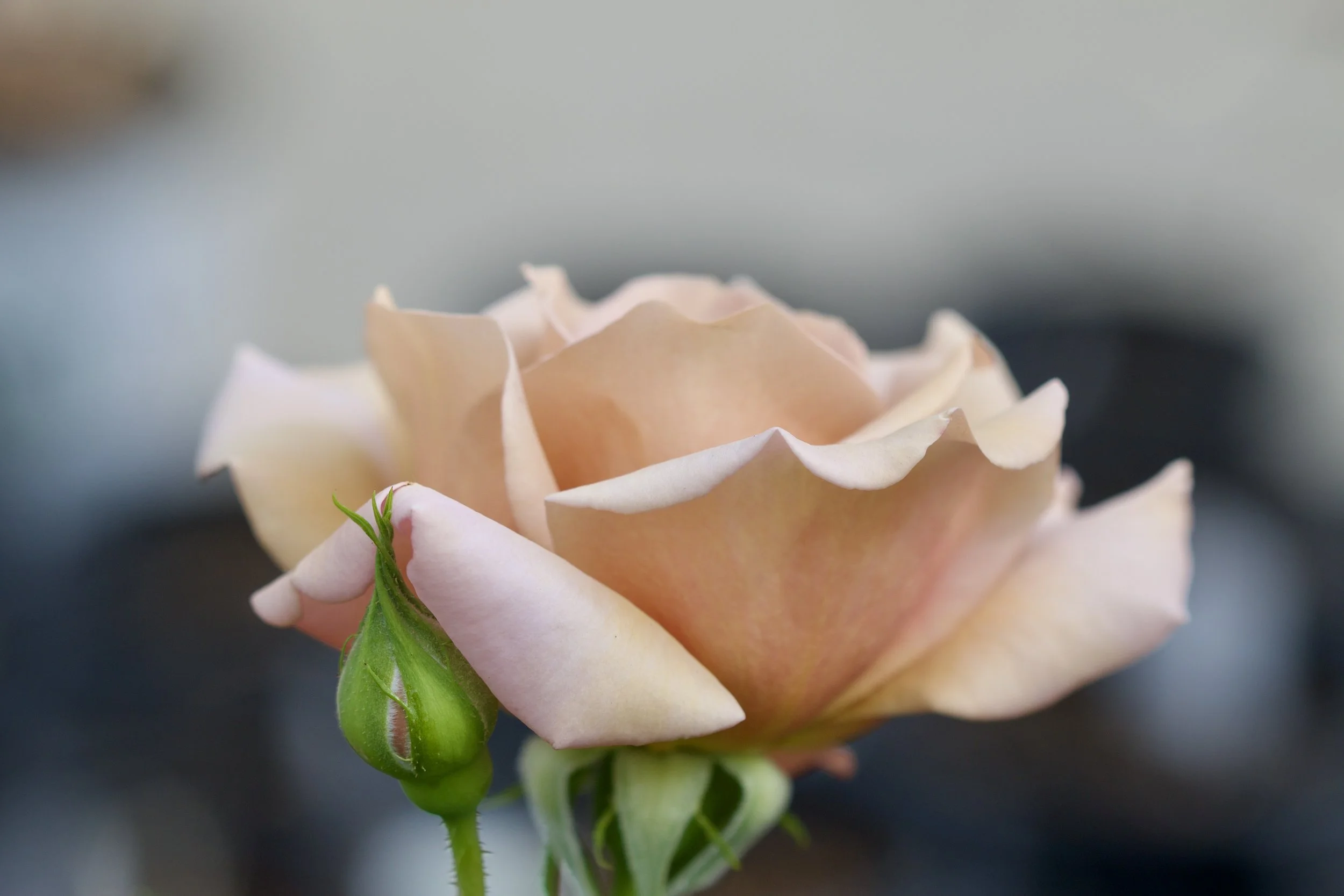 Rose Class (2026 – Intermediate Level)