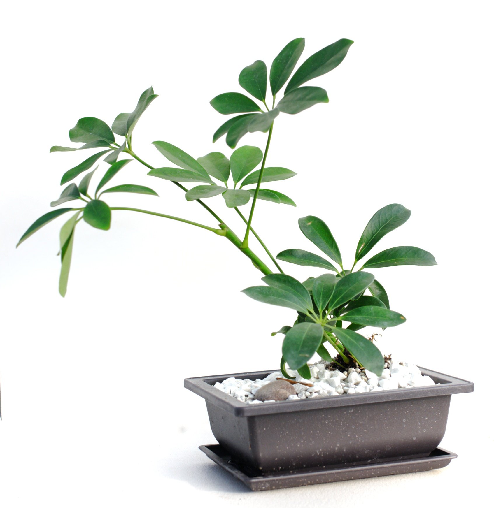 Spring Bonsai Tree Class