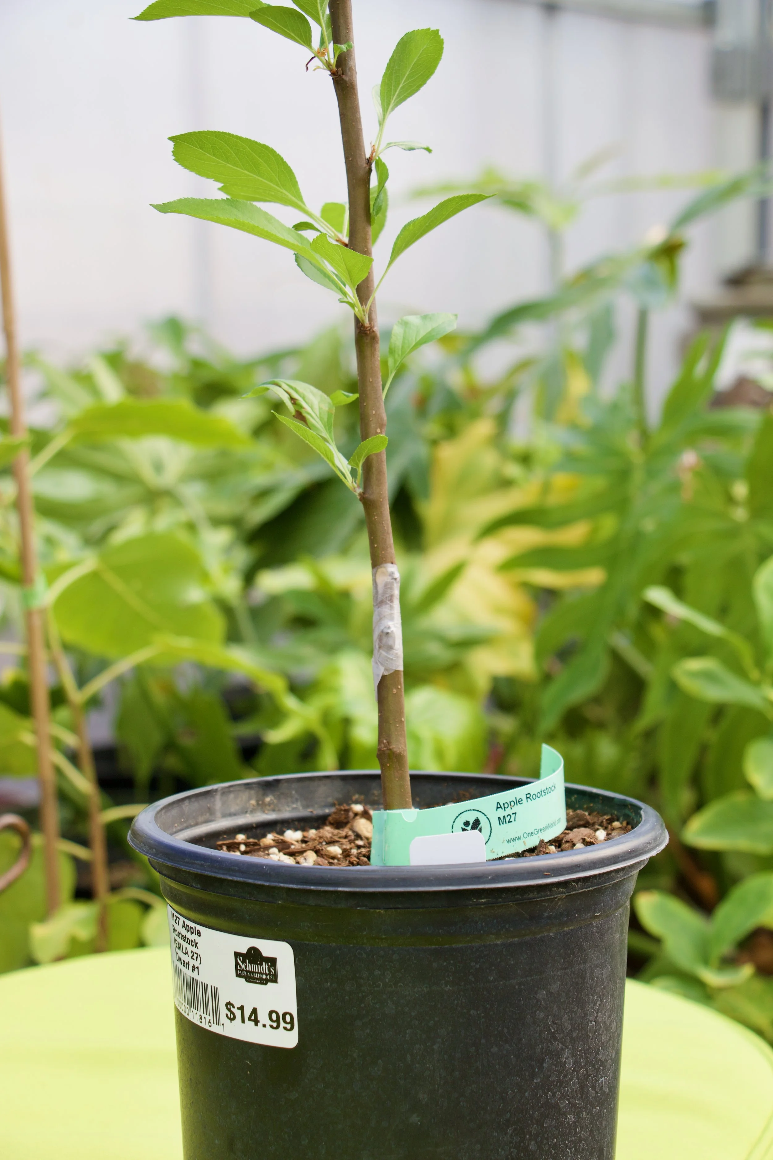 Tree Grafting Class!
