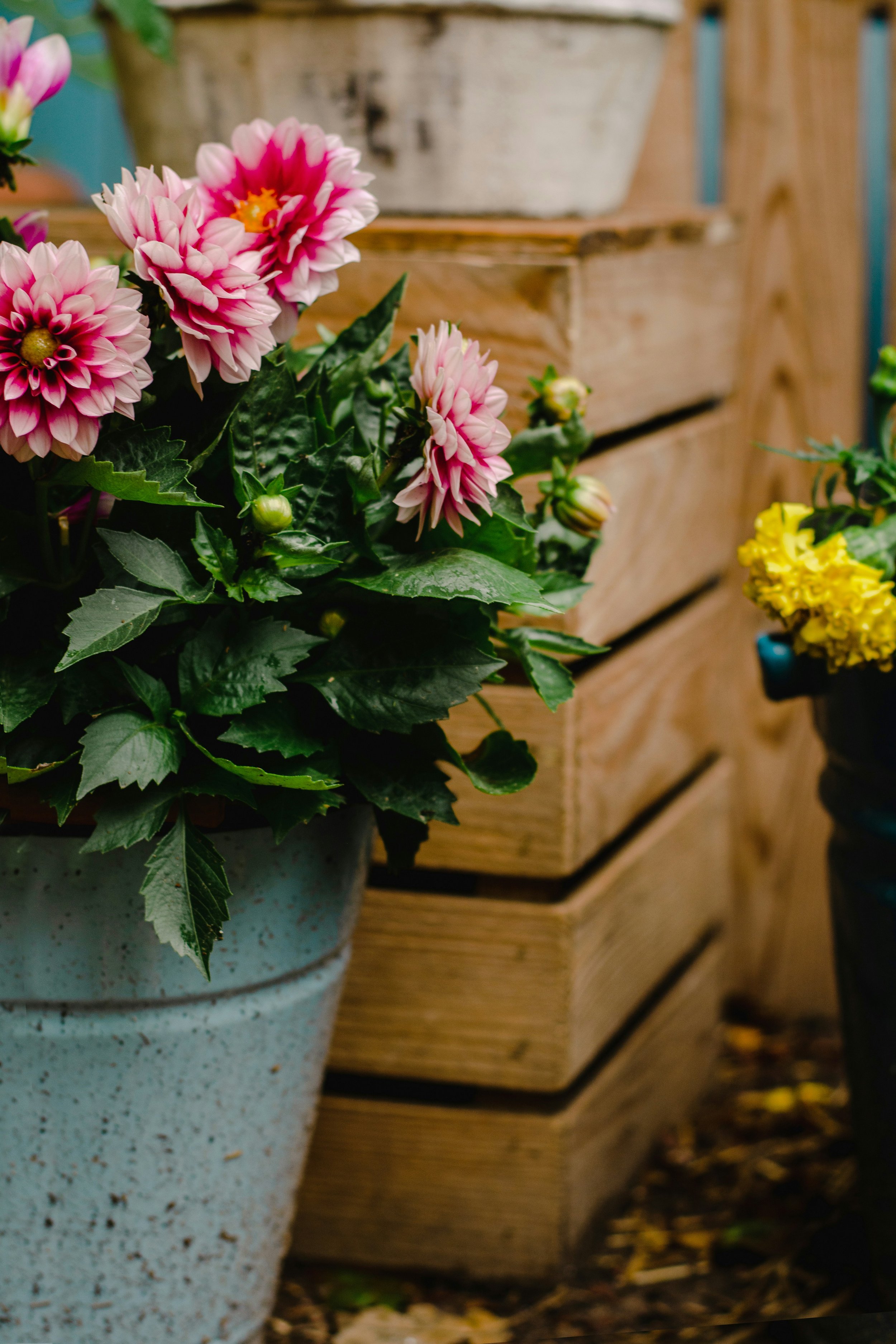 Plant Your Own Take It Home! 