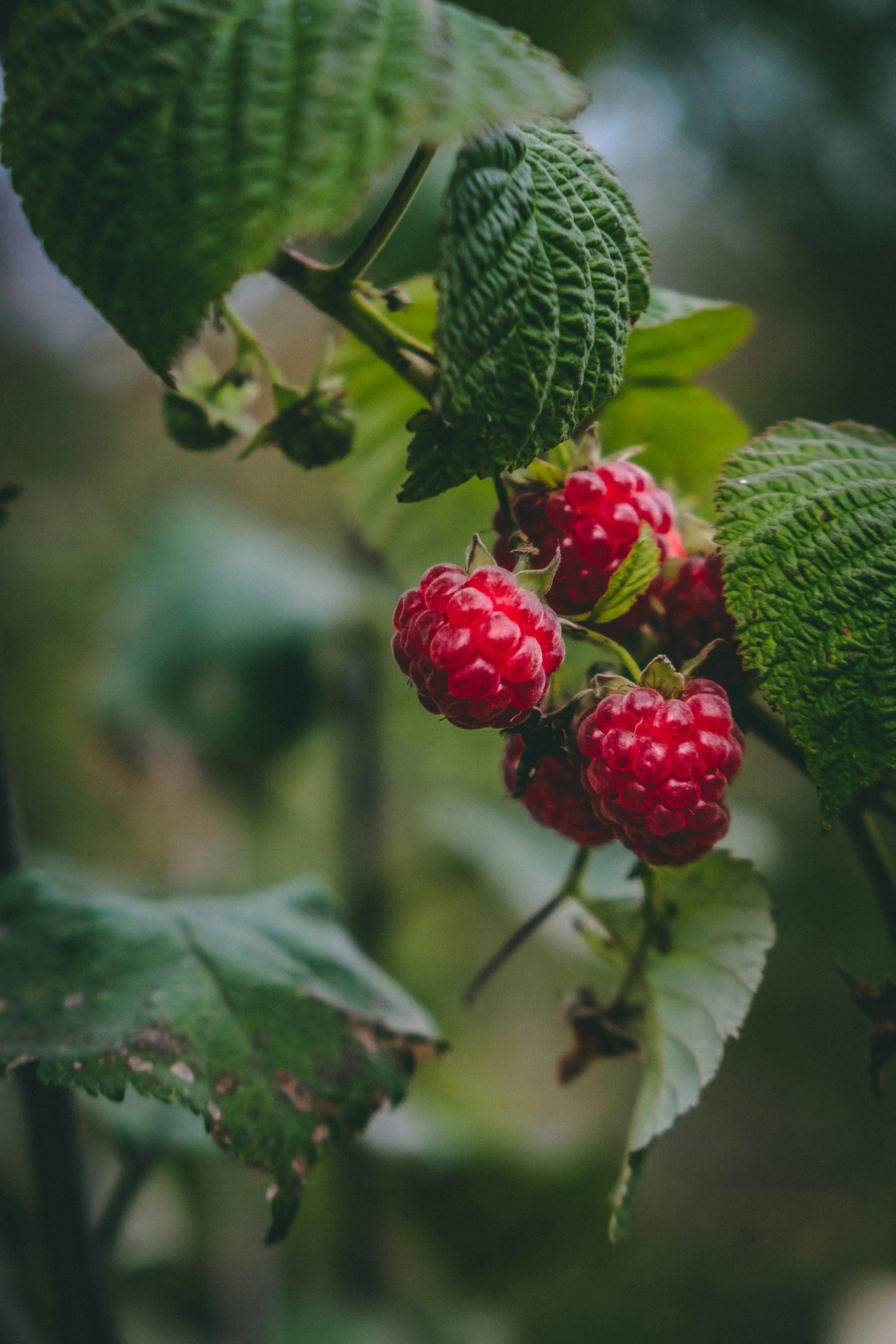 Close-up of ripe red raspberries on a green leafy plant.