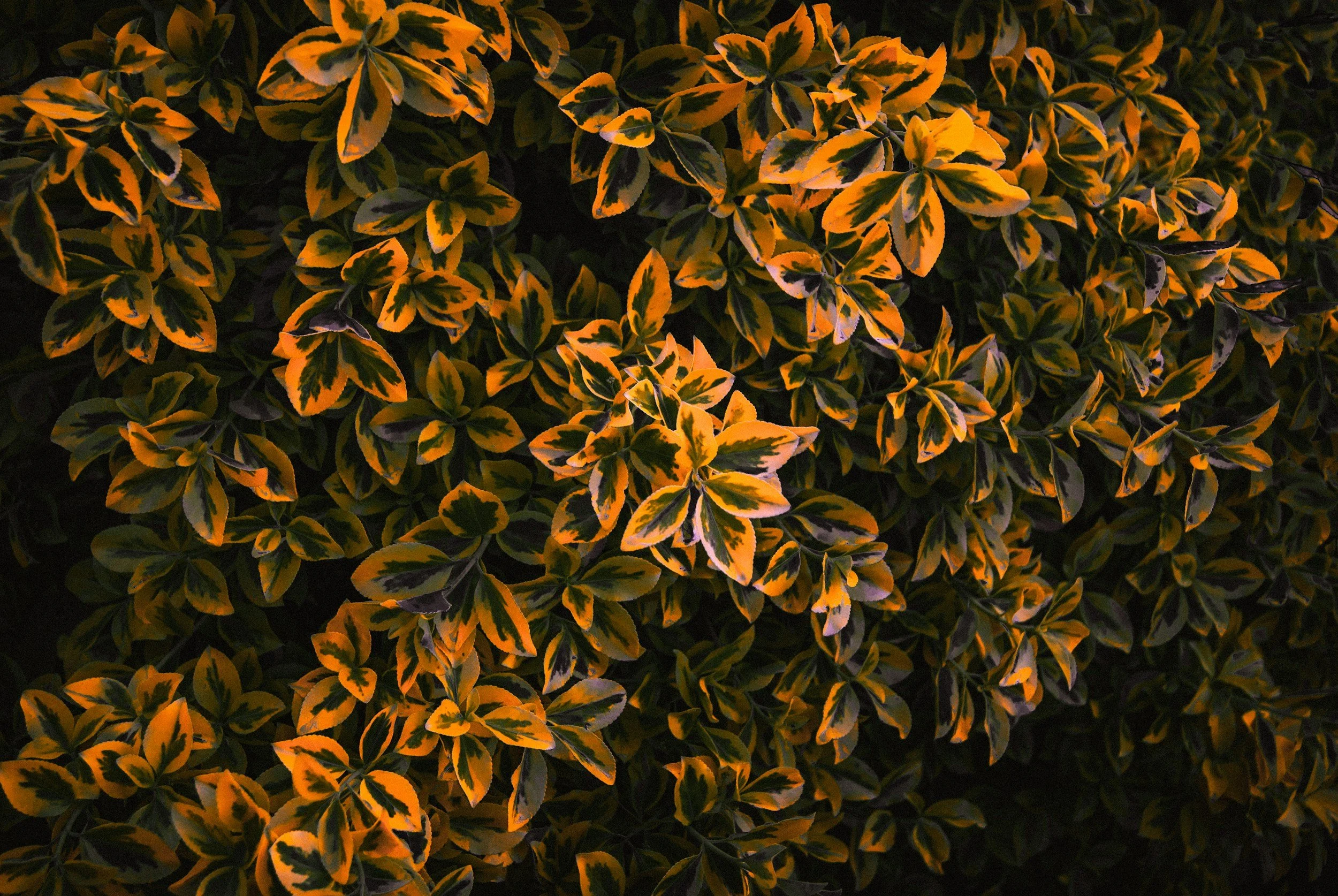 Close-up of variegated leaves with green and yellow-orange patterned foliage, densely packed.