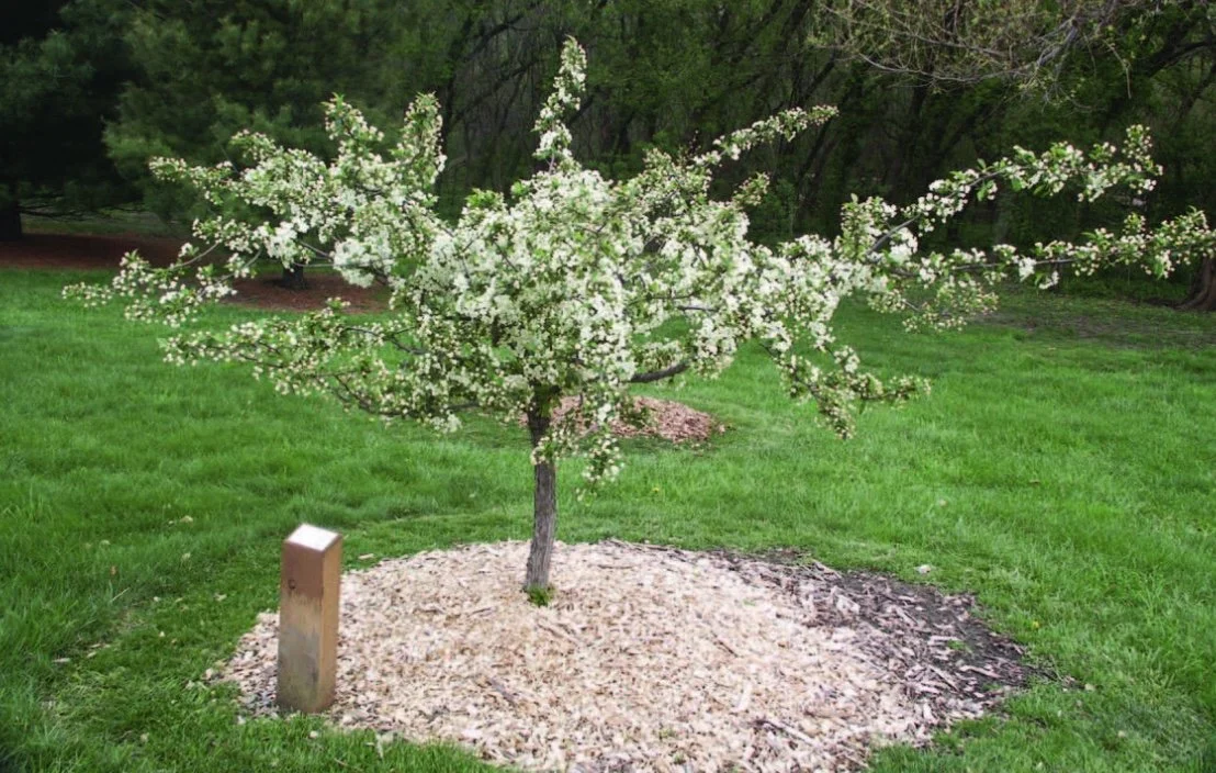 How to Plant a Tree
