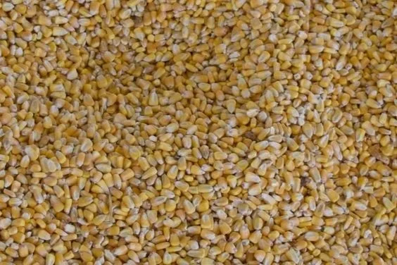 Corn kernels to play in