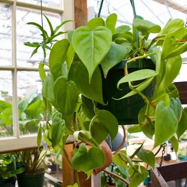 Easy Care Plants