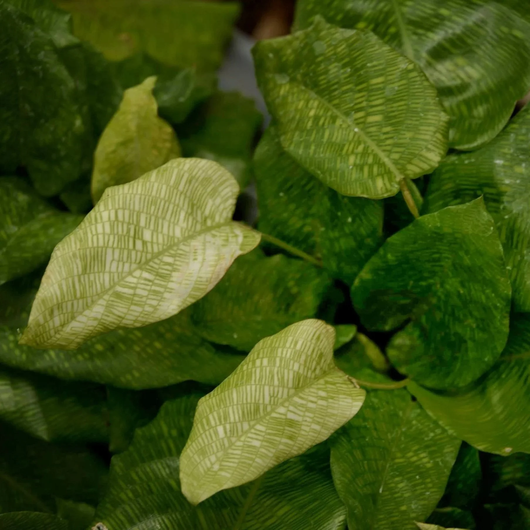 Statement Foliage Plants