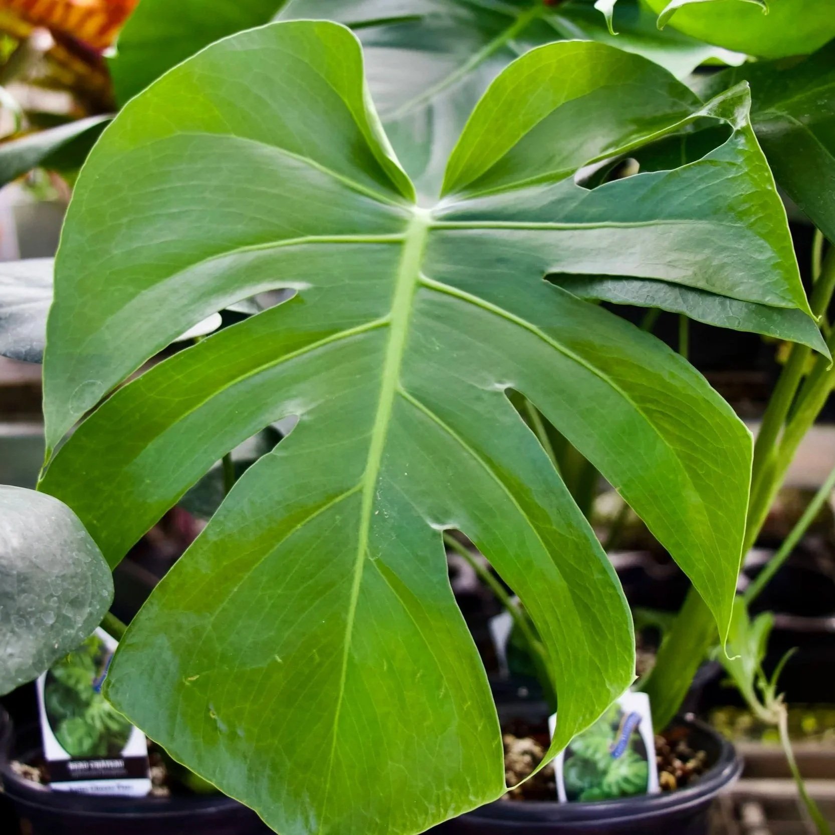 Large Floor Plants