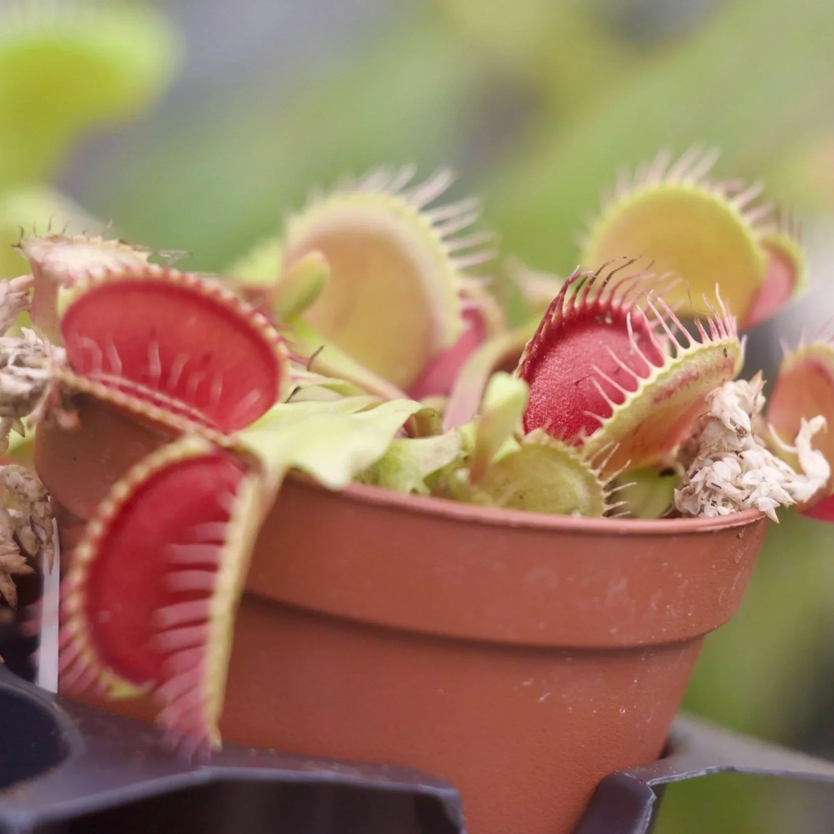 Carnivorous Plants