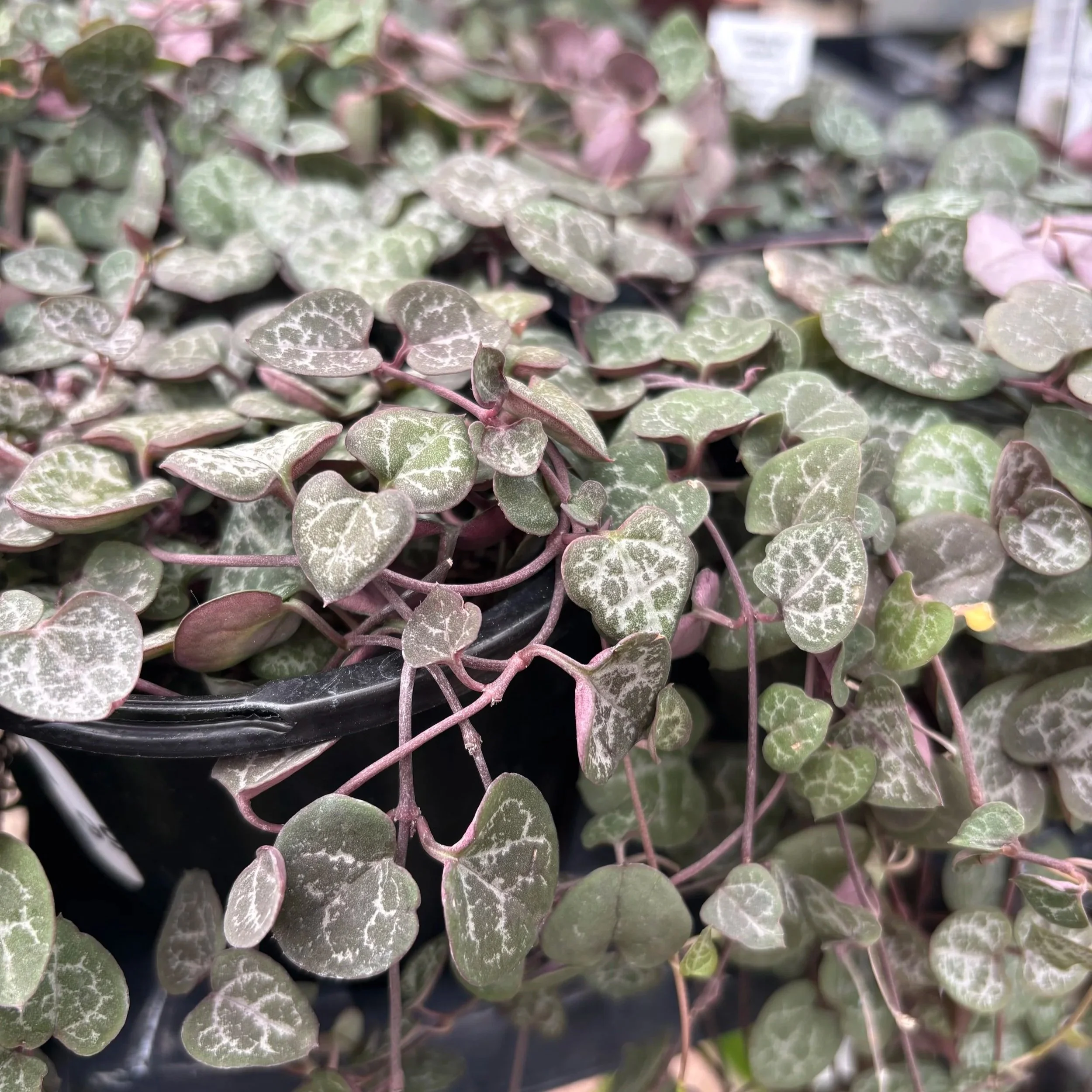 Hanging Plants
