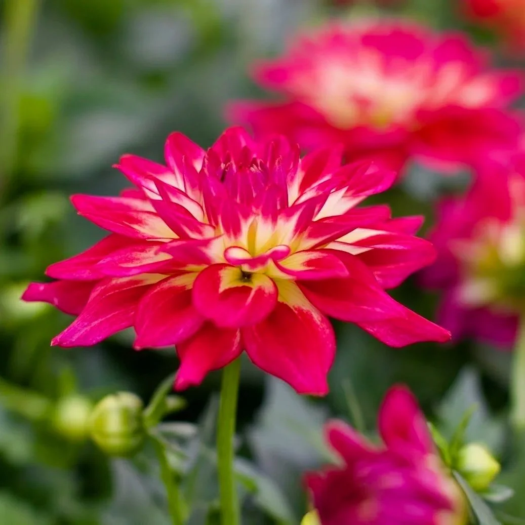 Cut Flower Garden