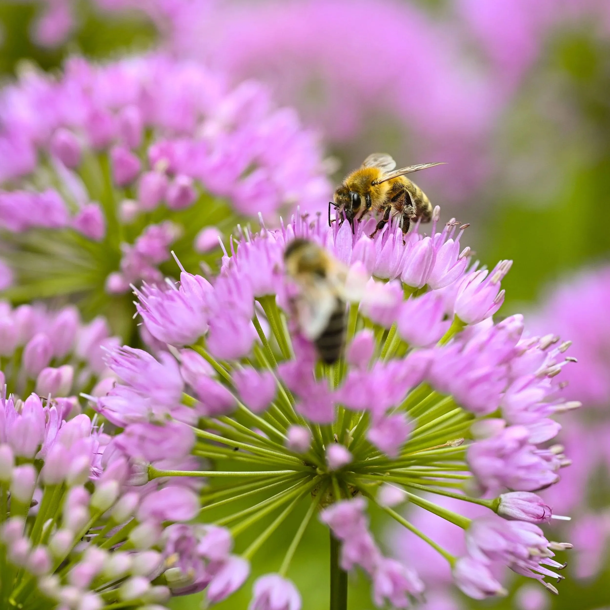 Pollinator-Friendly Garden
