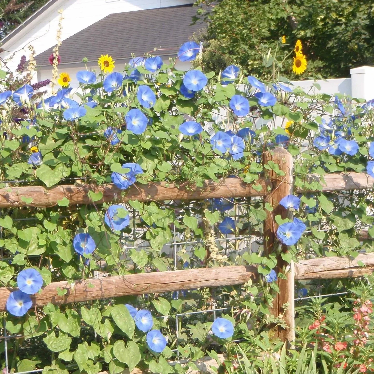 Climbing and Vining Flowers