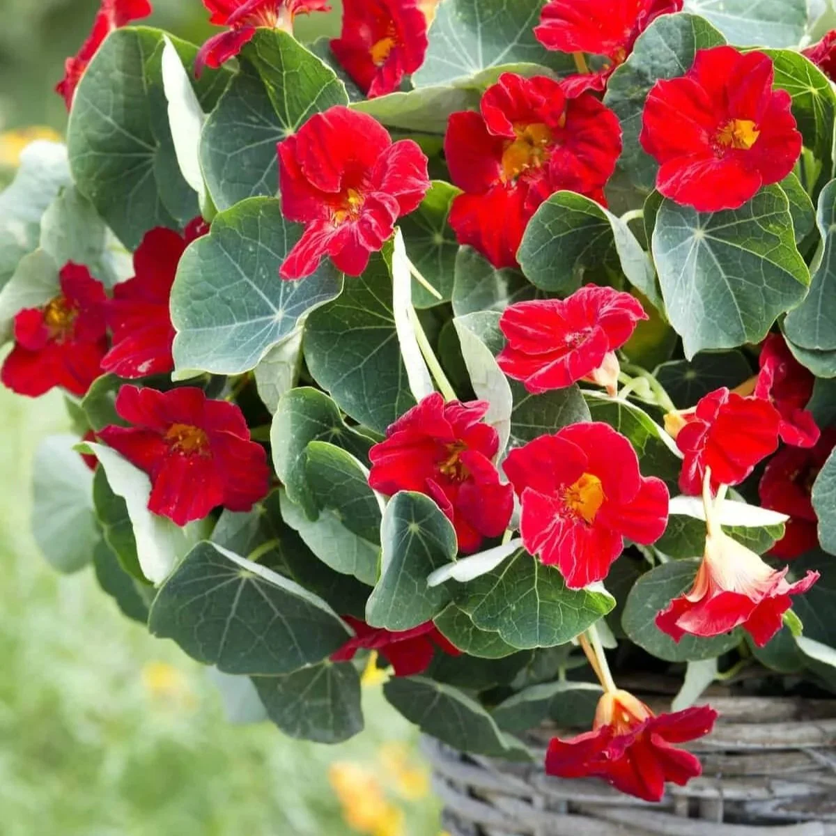 Border & Container Flowers