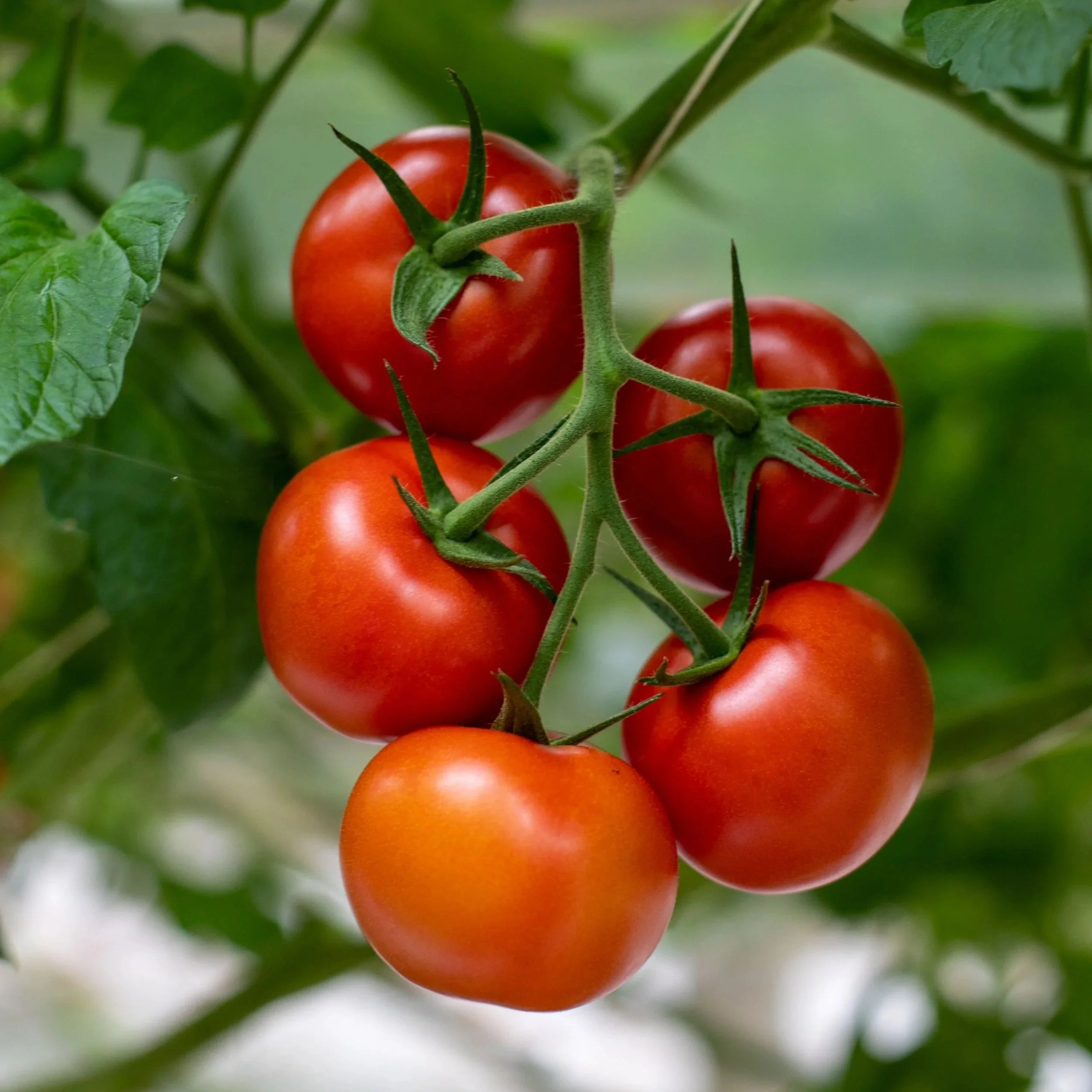 Tomatoes