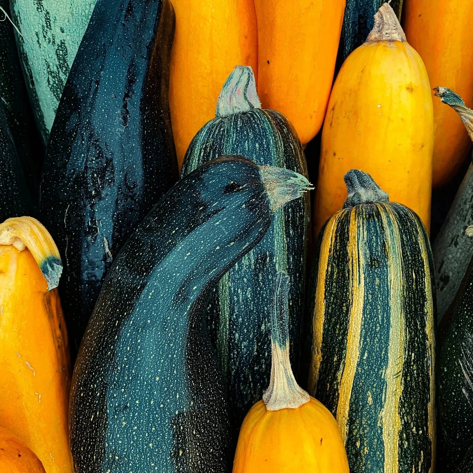 Summer Squash