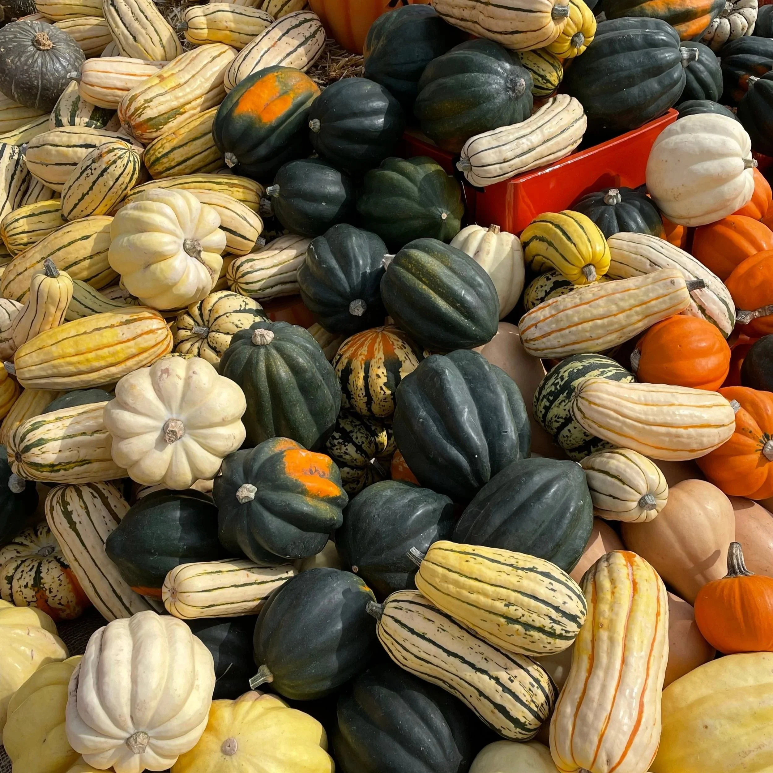 Winter Squash