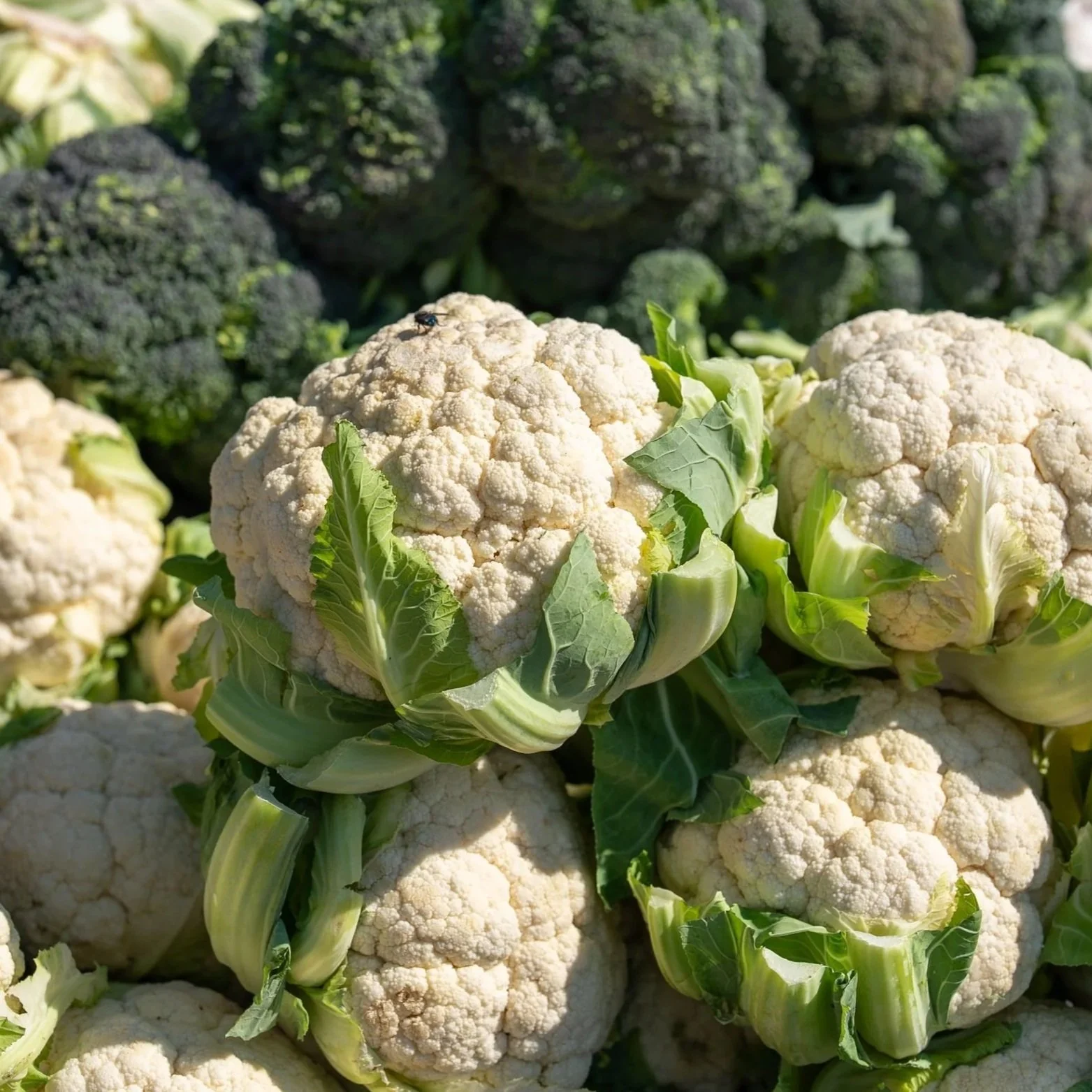 Broccoli, Cauliflower & Cabbage