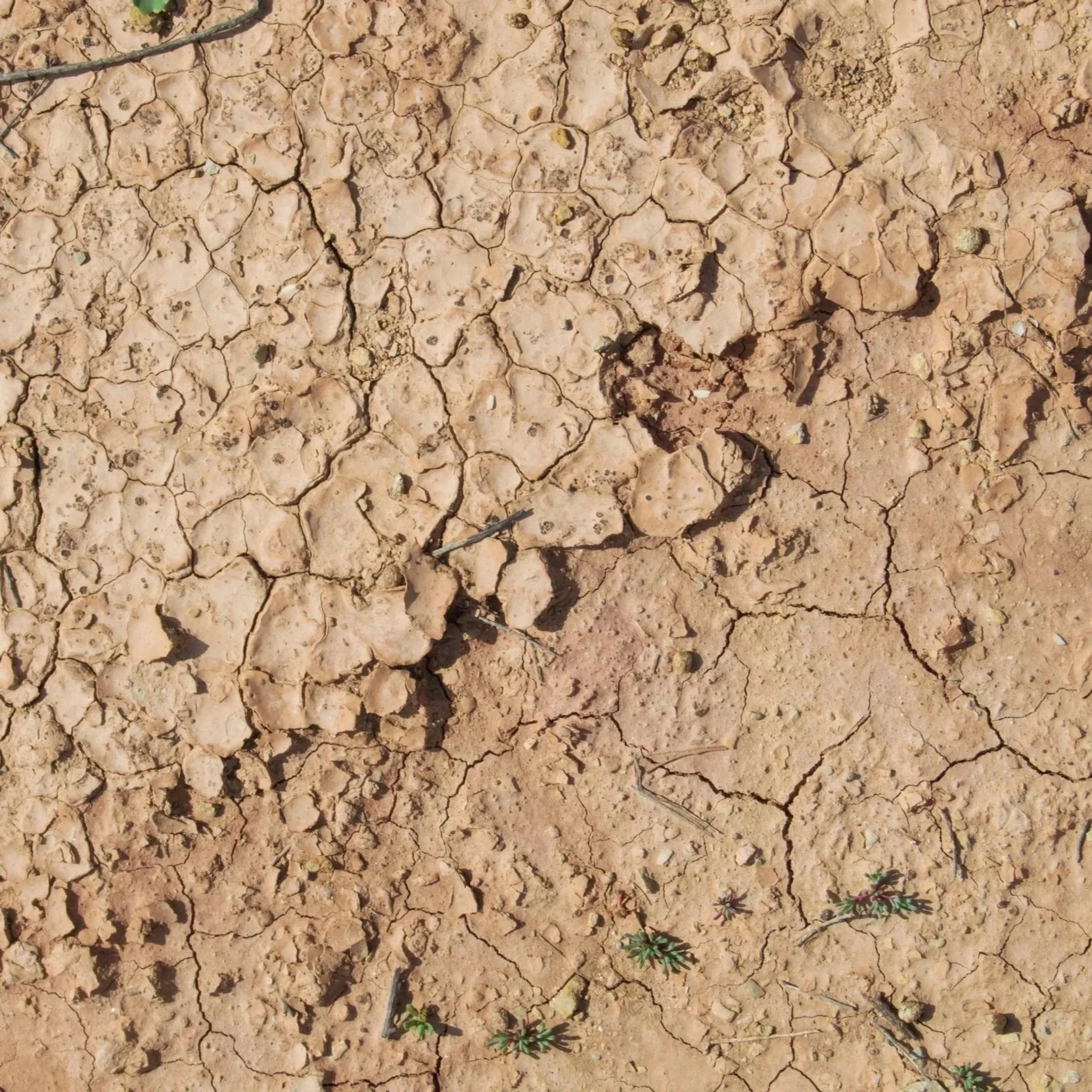 Fertilizers for Utah Soil