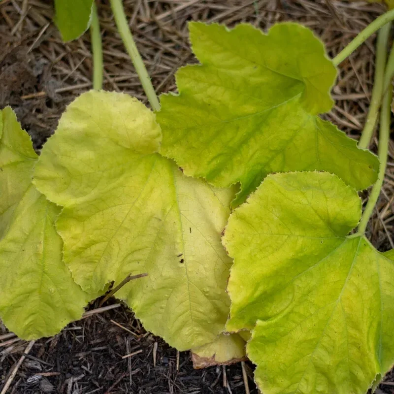 Vegetable Garden Fertilizers