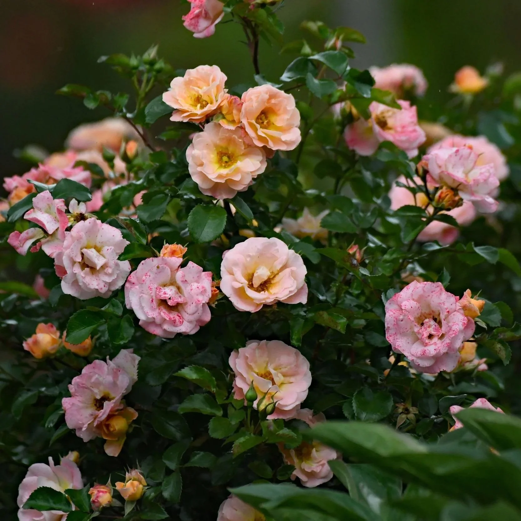 Flowers, Roses & Bulb Fertilizers