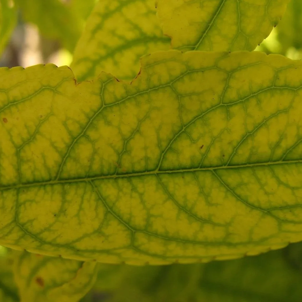 Tree & Shrub Fertilizers