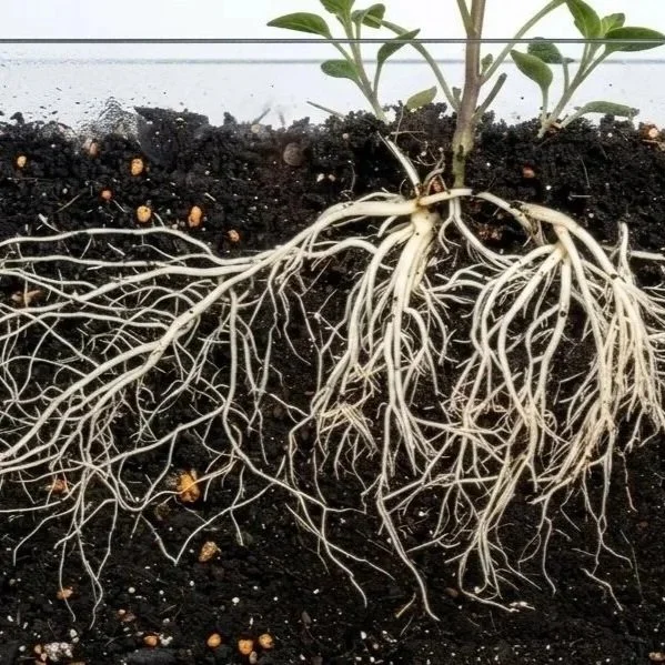 Root Starters
